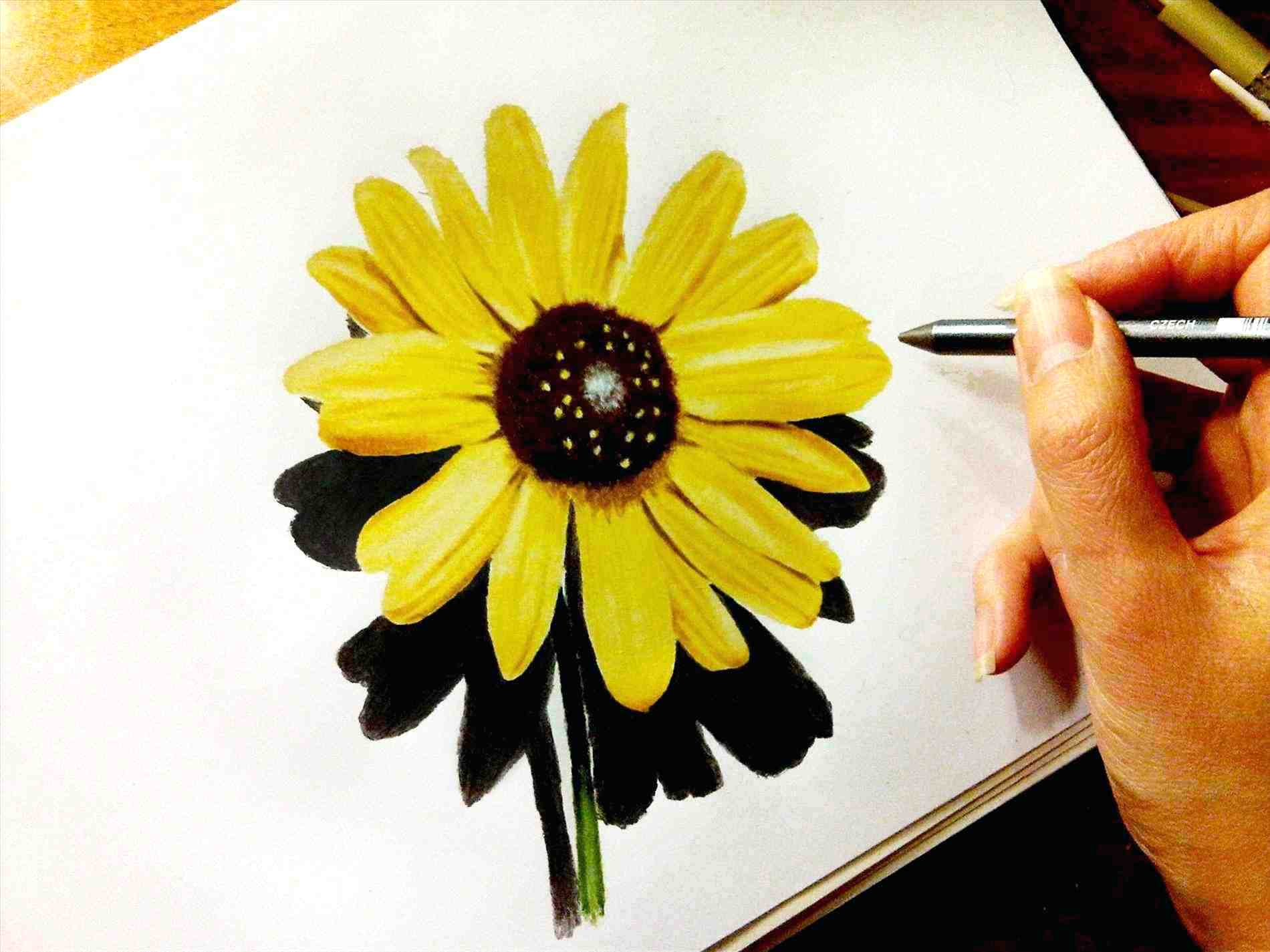 Sunflower Drawing Color at GetDrawings | Free download