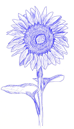 259x450 How To Draw A Sunflower