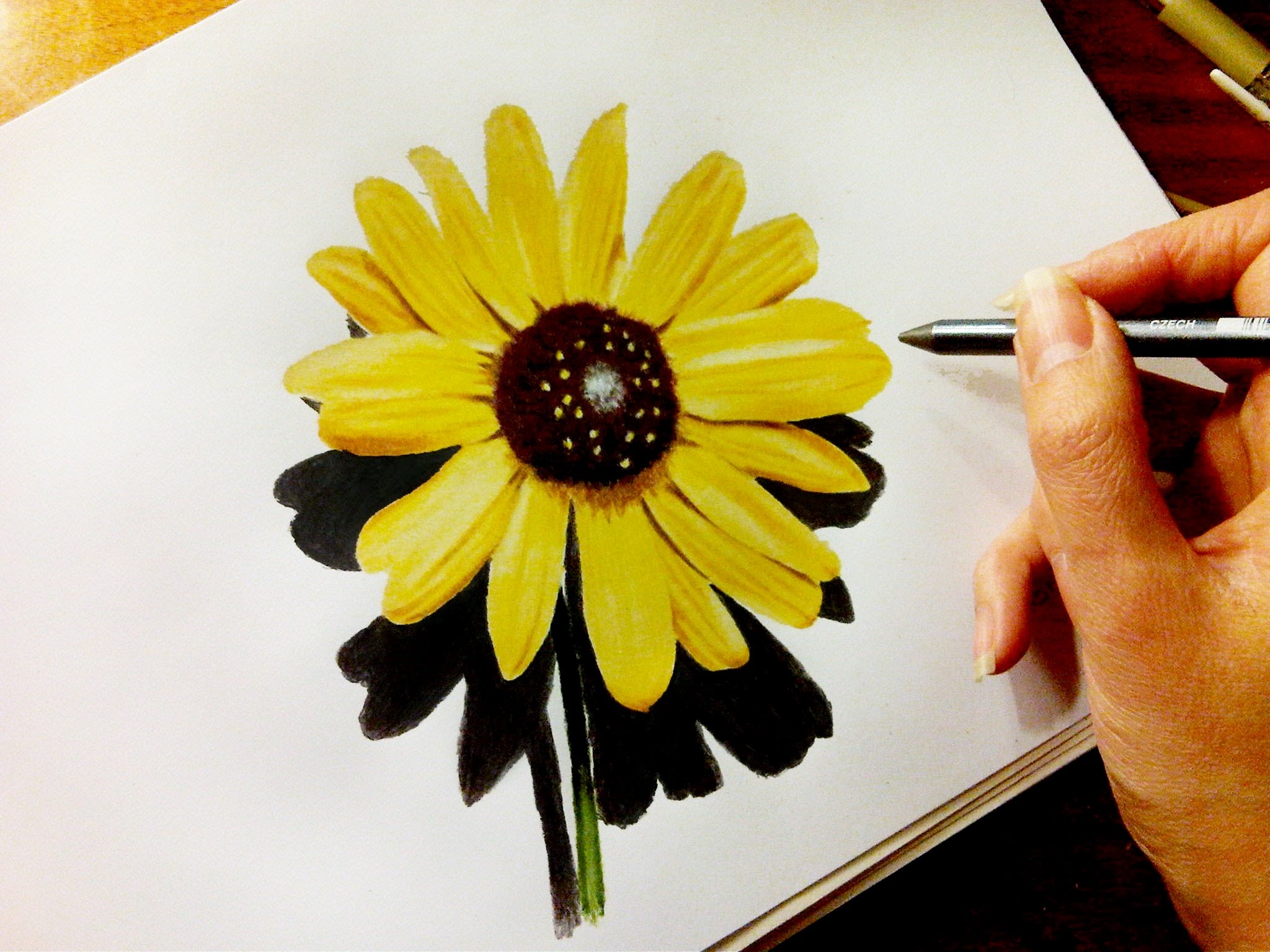 2048x1536 Time Lapse Drawing Of Flower Sunflower