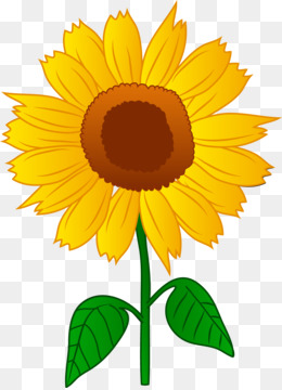 260x360 Free Download Common Sunflower Drawing Clip Art