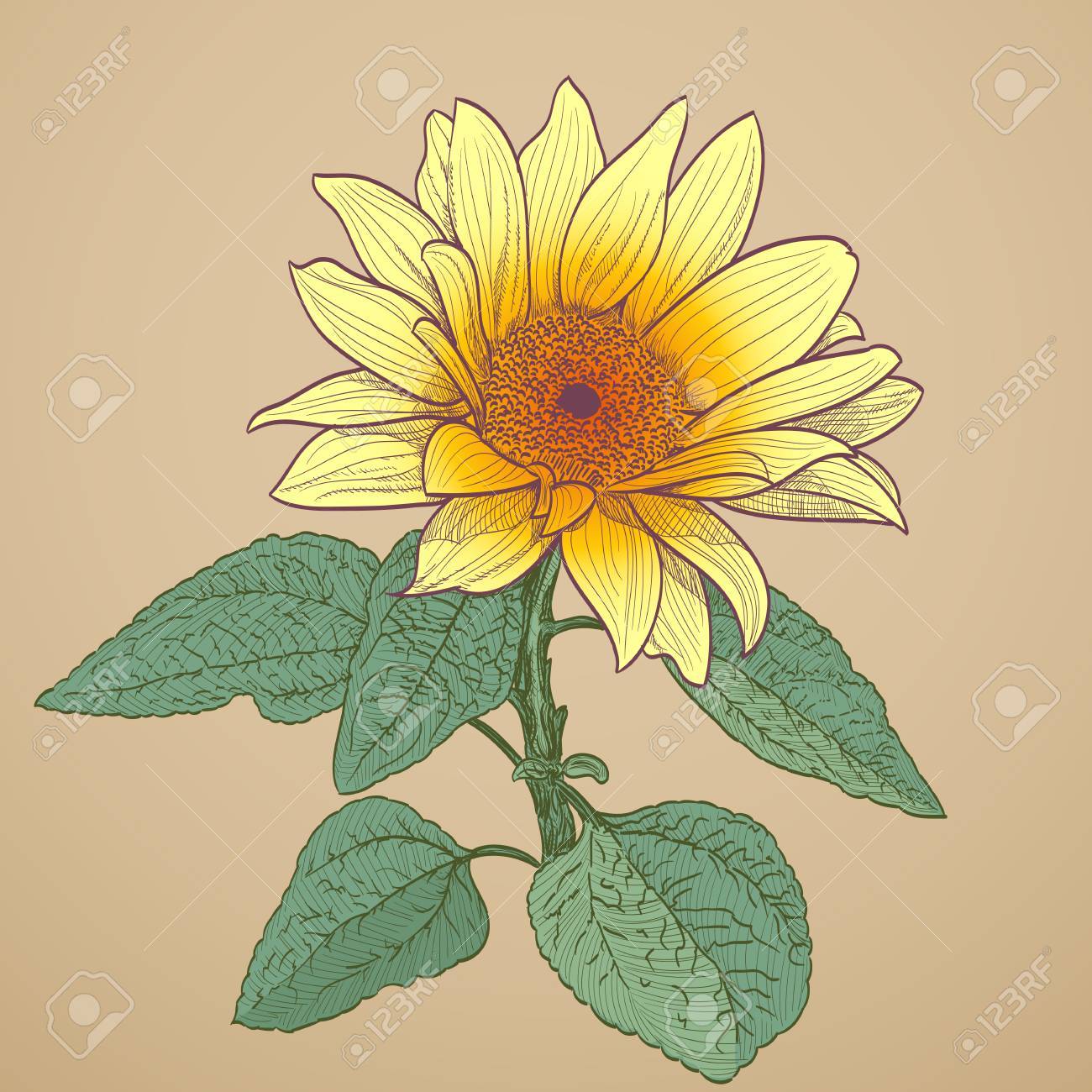 1300x1300 Sunflower Drawing Royalty Free Cliparts, Vectors, And Stock