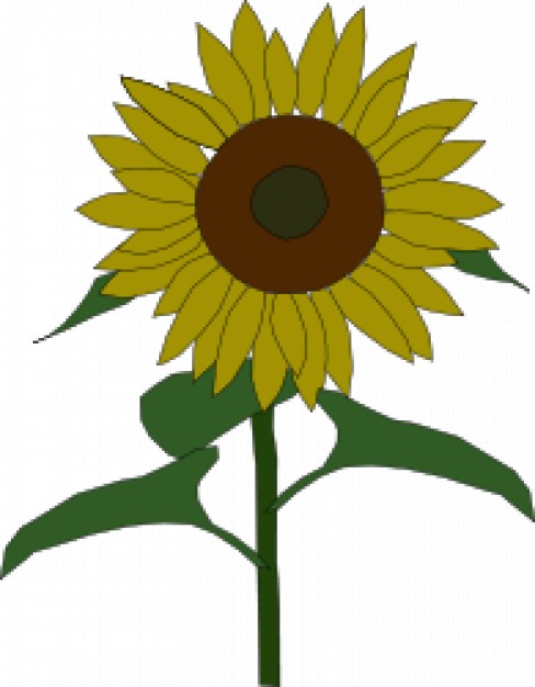 488x626 Sunflower Drawing Vector Free Download