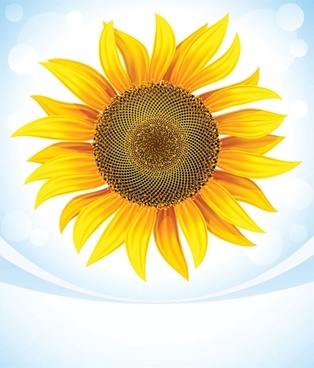 314x368 Vector Drawing Sunflower Free Vector Download (89,832 Free Vector