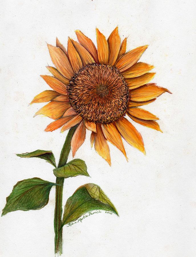 687x900 Sunflower Drawing By Robin Martin Parrish