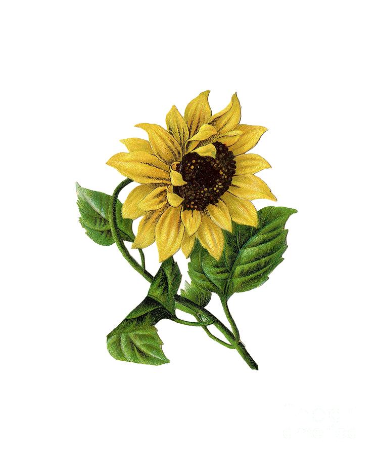 744x900 Vintage Sunflower Drawing Digital Art By Anne Kitzman