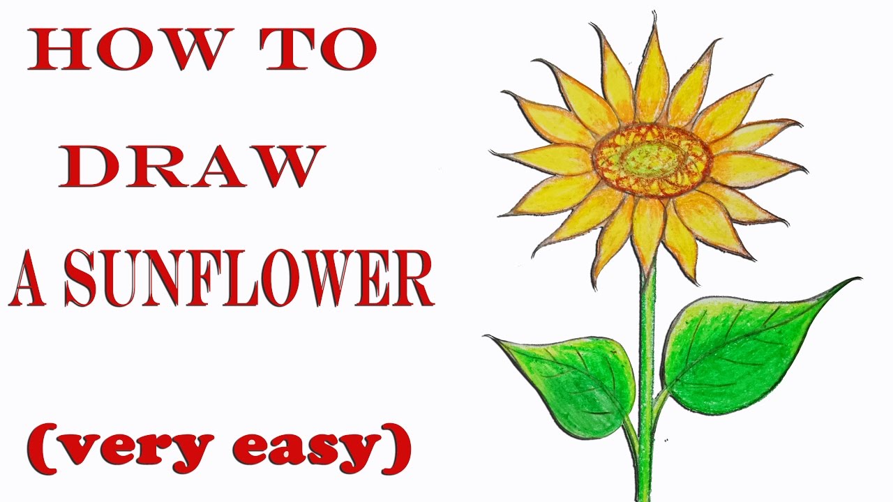 1280x720 How To Draw A Sunflower Step By Step (Very Easy)