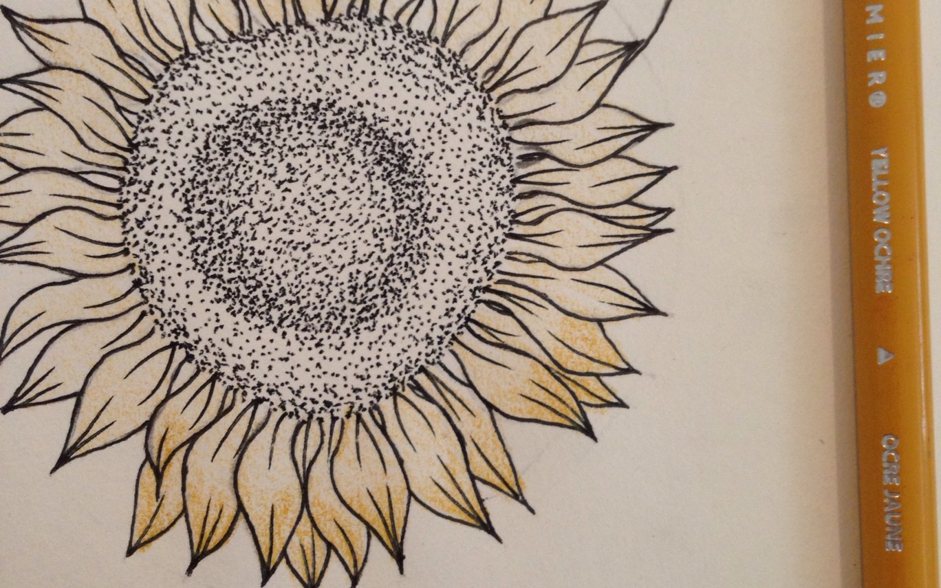 1368x855 Sunflower Drawing Gardening Flower And Vegetables