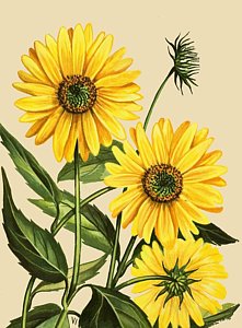 221x300 Sunflower Drawings Fine Art America