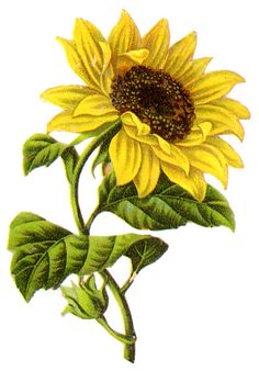 236x338 How To Draw Sunflowers