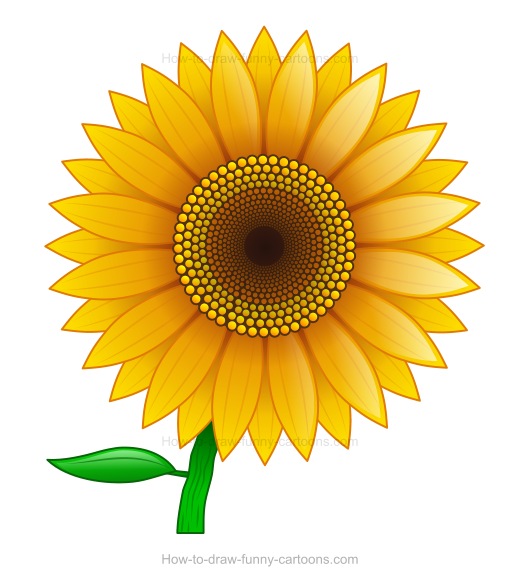 520x581 To Draw A Sunflower