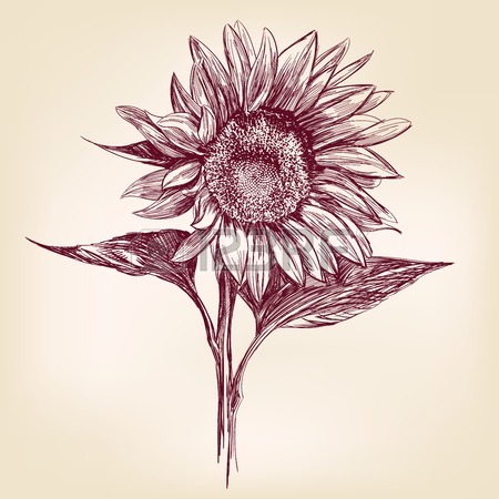 450x450 Sunflower Drawing Stock Photos. Royalty Free Business Images