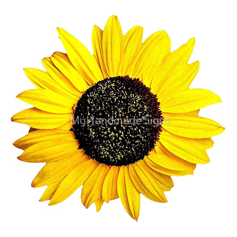 800x800 Sunflower Drawing Yellow Happy Flower Laptop Water Bottle Tumblr