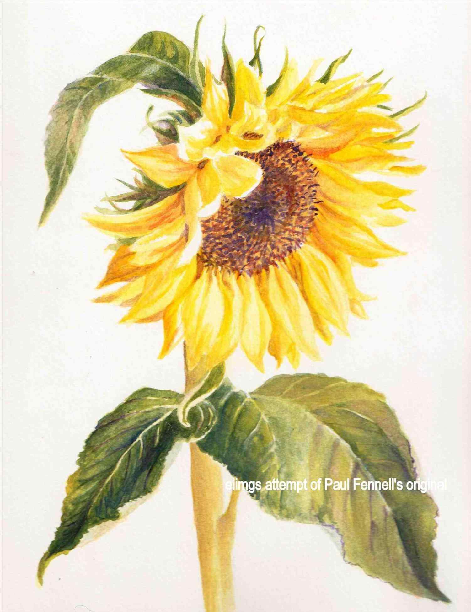 1501x1950 Drawings Of Sunflowers Your Meme Source