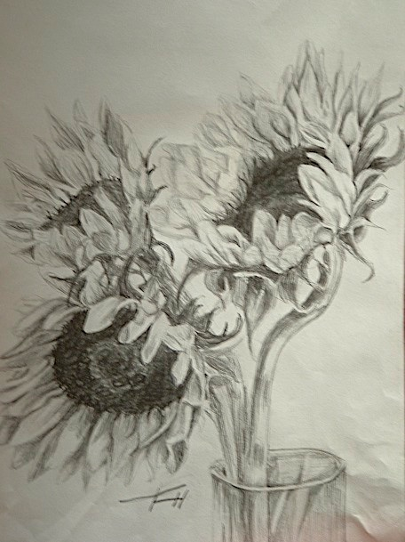 456x609 Sunflower Pencil Drawing