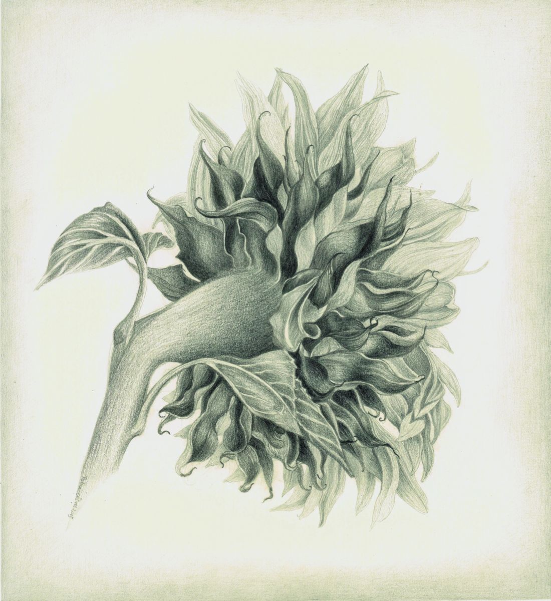 1100x1200 The Spirit Of A Sunflower (Nives