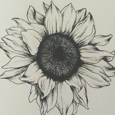 Sunflower Pencil Drawing at GetDrawings | Free download