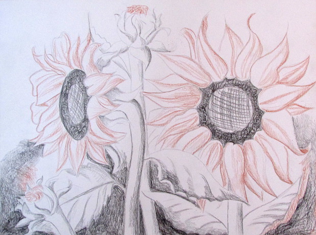 619x460 How To Draw Sunflowers