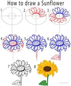 250x300 How To Draw A Sunflower Step By Step Skateboard