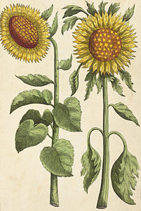 201x300 Sunflowers Drawings Pixels