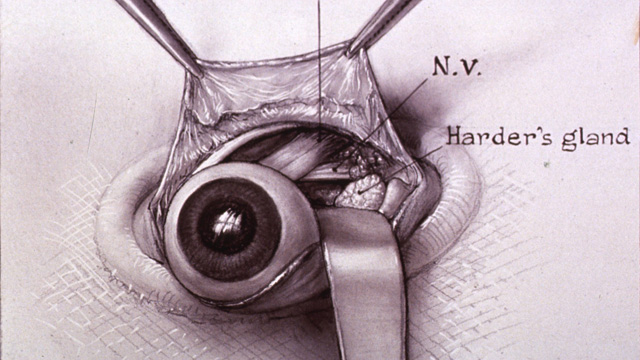 640x360 Surgical Art The Scientist