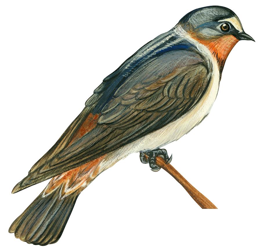 900x864 Cliff Swallow Drawing By Anonymous