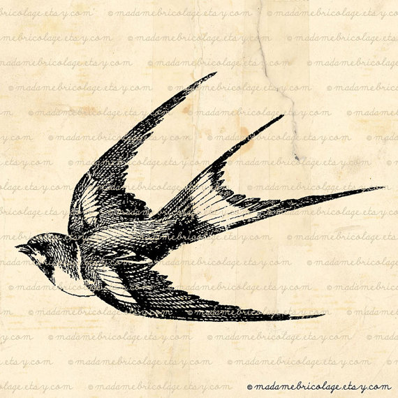 570x570 Flying Swallow, Bird
