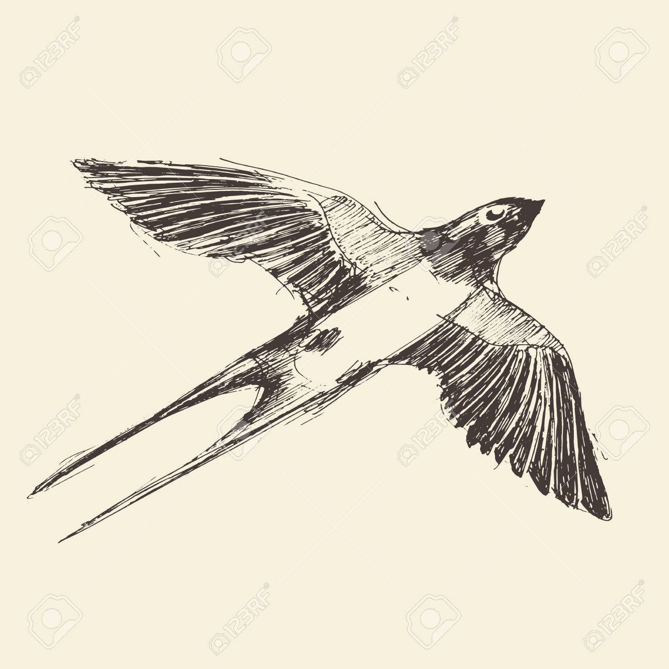 1300x1300 Swallow Bird Hand Drawn Vintage Engraved Illustration, Sketch