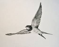 251x201 Image Result For Swallows Drawing