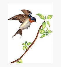210x230 Swallow Drawing Photographic Prints Redbubble