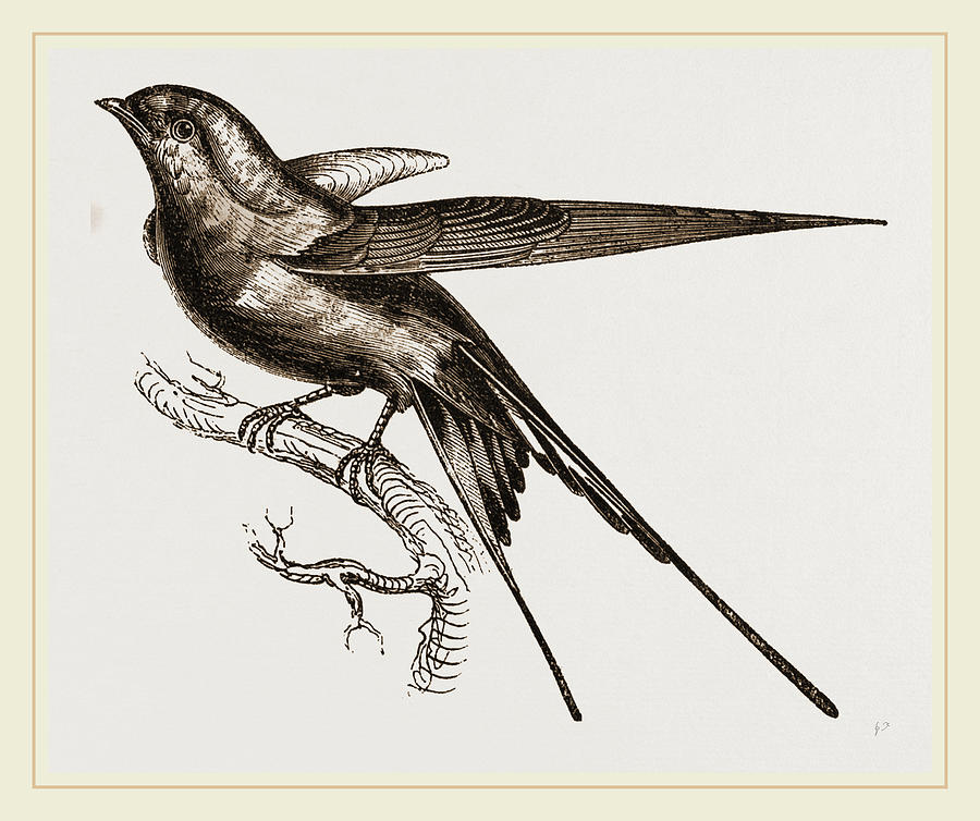 900x754 Swallow Of Palestine Drawing By Litz Collection