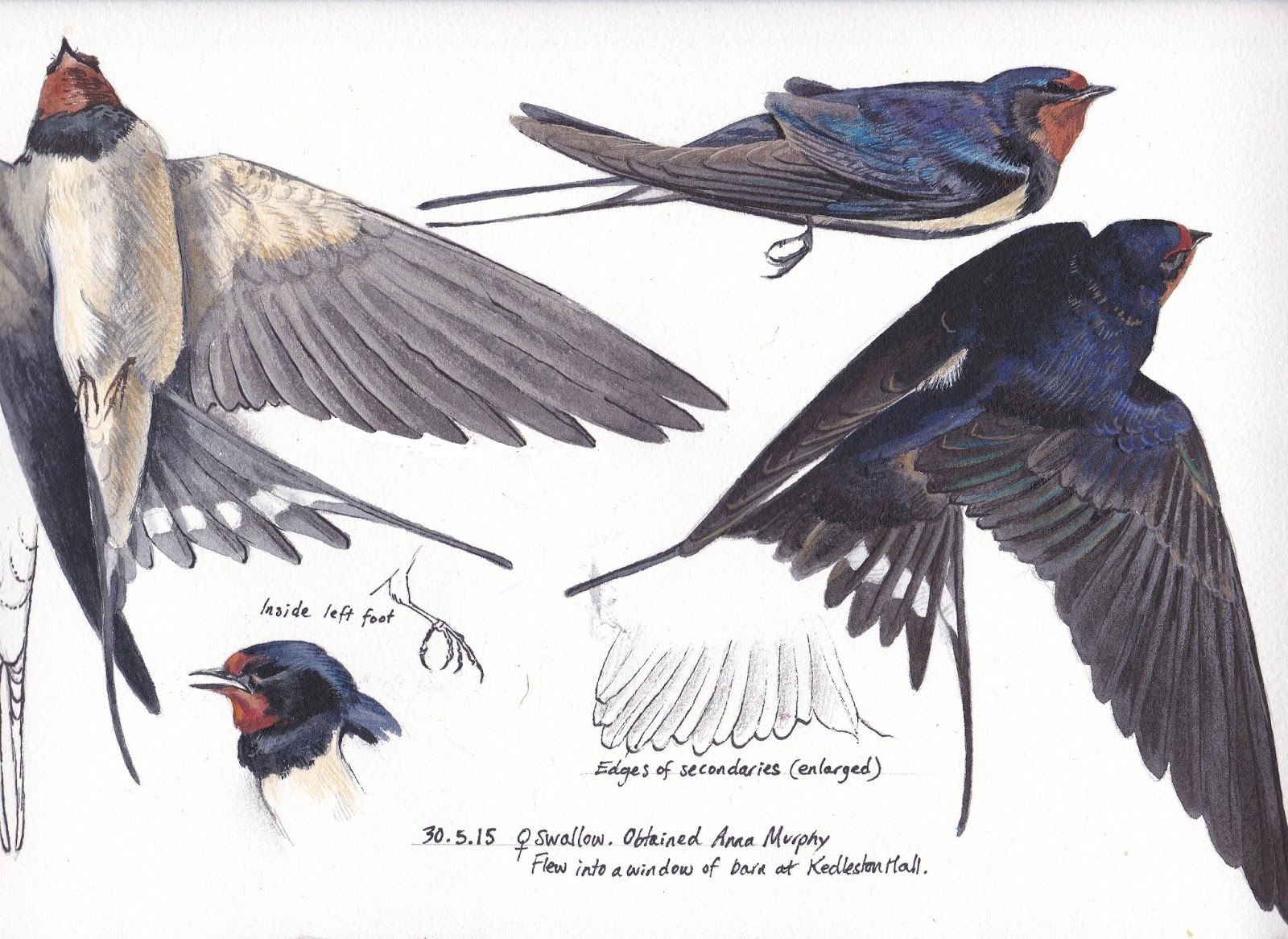 1600x1166 Wildlife Drawing Journal