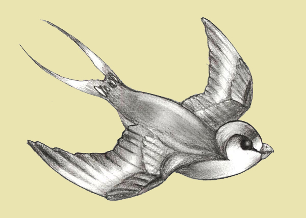 600x429 Diving Swallow Tattoo Logo The Swallow Has Always Had A Symbolic