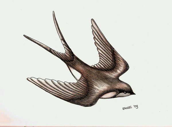 Swallows Drawing at GetDrawings | Free download