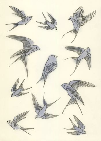 350x490 Swallow Drawings
