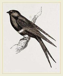 248x300 Swallows Drawings Fine Art America