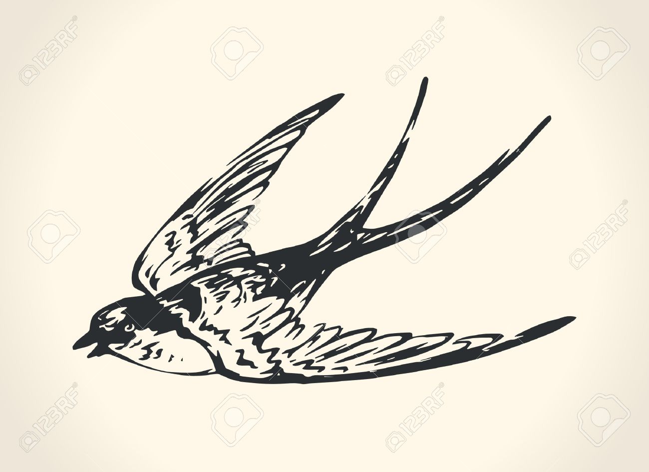 1300x945 Vintage Illustration Of Swallow Royalty Free Cliparts, Vectors