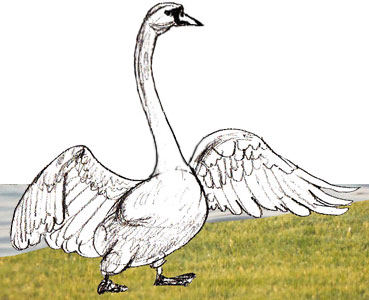 369x300 How To Draw A Swan