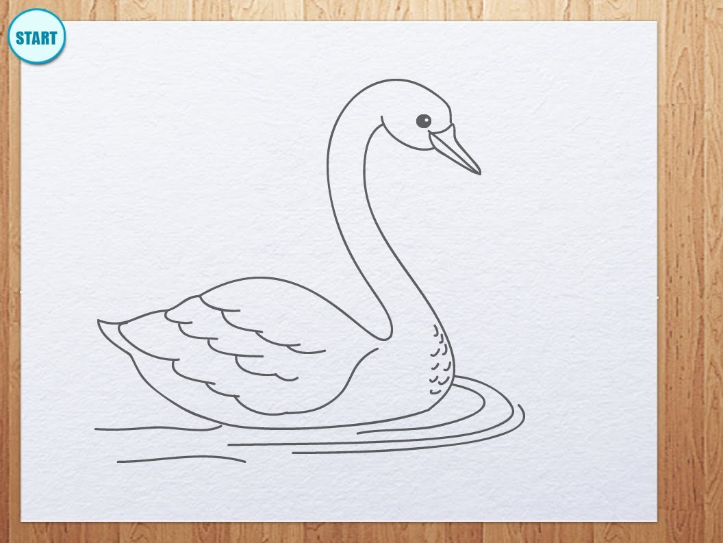 1056x793 How To Draw Swan