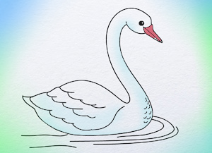 300x217 Swan