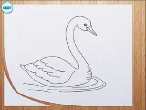 Swan Drawing Images at GetDrawings | Free download