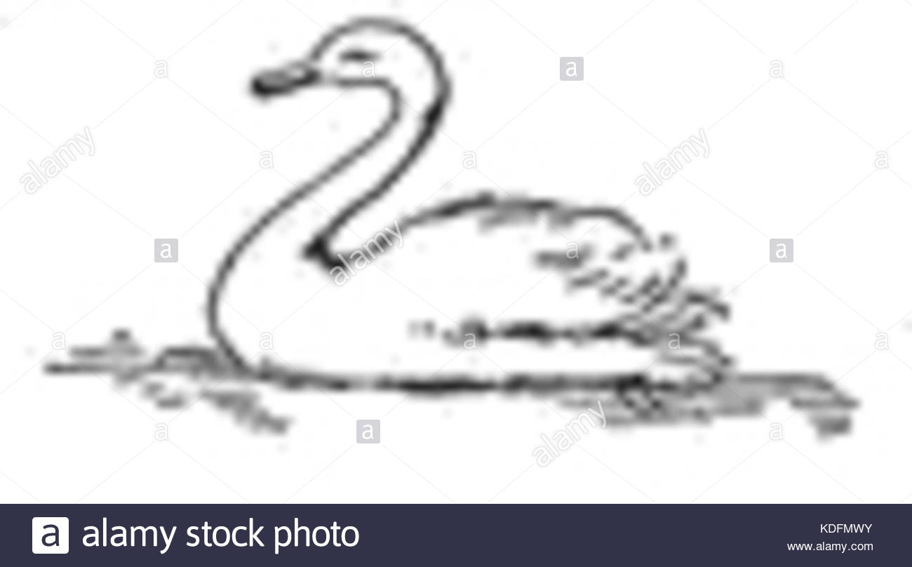 1300x808 Swan Drawing Stock Photos Amp Swan Drawing Stock Images