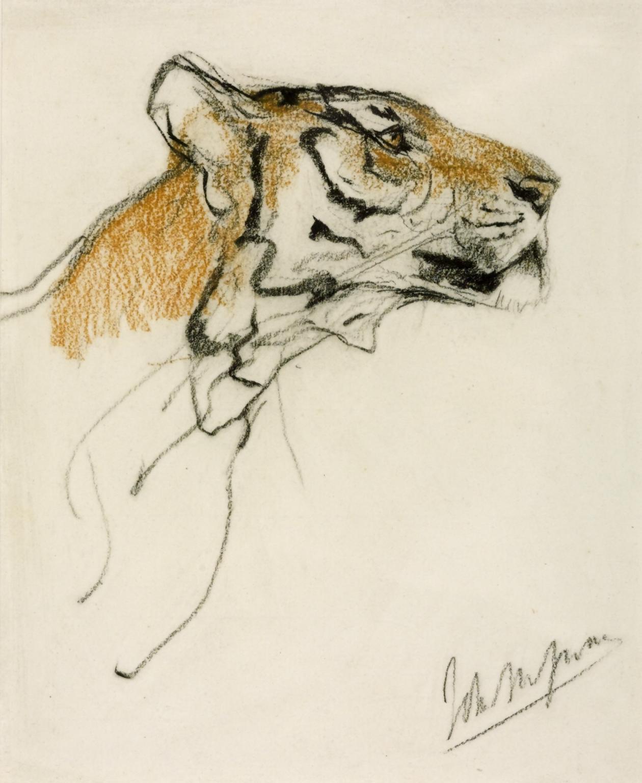 1260x1536 Head Of A Tiger', John Macallan Swan Tate