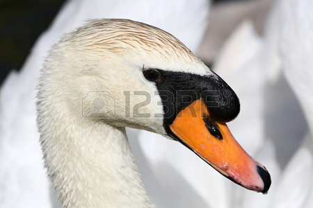 450x300 Mute Swan Bird Closeup Head Neck Portrait Stock Photo, Picture