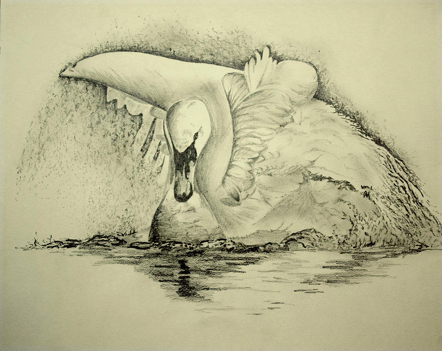 900x715 Swan Landing Drawing By Alan Pickersgill