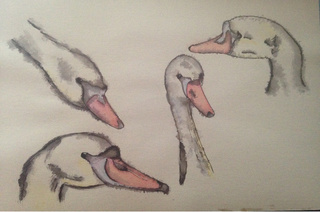 320x212 Swans