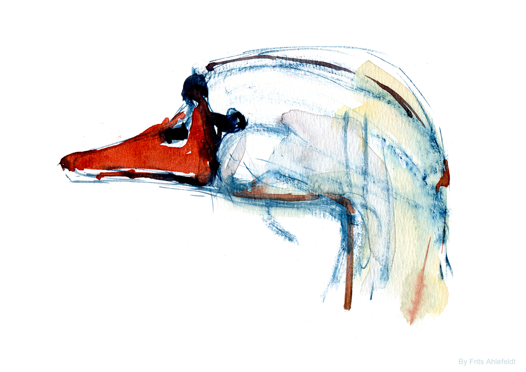 1800x1276 Sketch Swan Head Detail The Hiking Artist Project By Frits Ahlefeldt