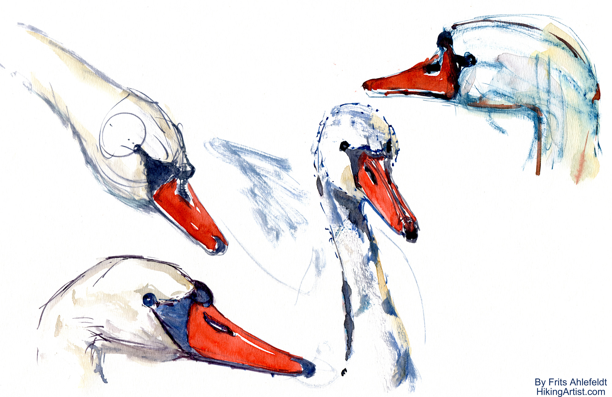 2000x1298 Sketch Swan Heads The Hiking Artist Project By Frits Ahlefeldt