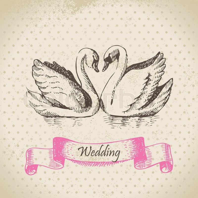 800x800 Swans Wedding Hand Drawn Illustration Stock Vector Colourbox