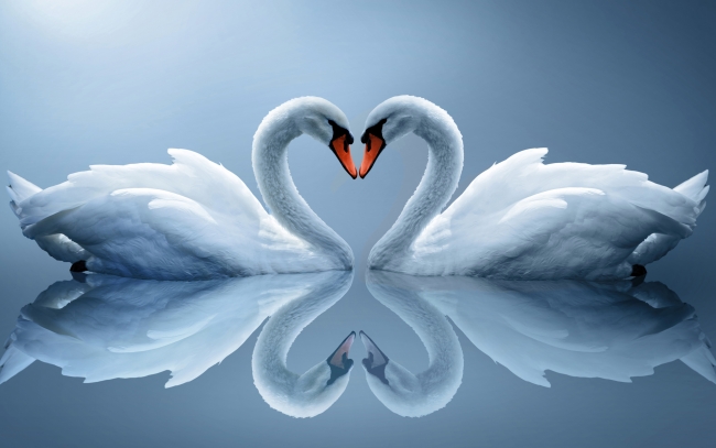 650x407 Two Swans Making A Heart. Even Two Hearts! Cute Animals