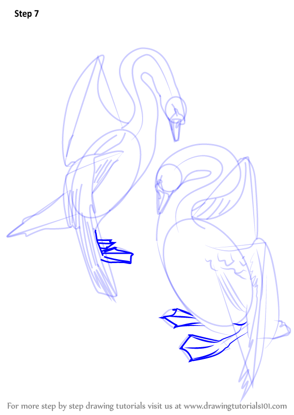 598x844 Learn How To Draw A Swans In Love (Birds) Step By Step Drawing